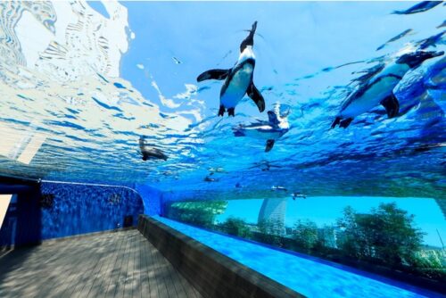 サンシャイン水族館 天空のペンギン