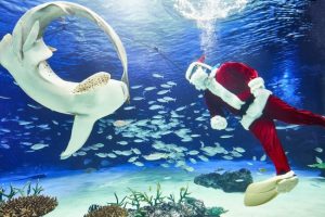サンシャイン女子道×ＯZmall　海のクリスマスパーティ in サンシャイン水族館