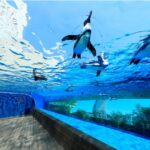 サンシャイン水族館 天空のペンギン
